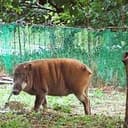 Wildboar