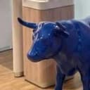 bull