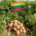 Potato