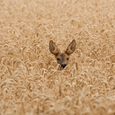 DOE