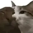 bitecat