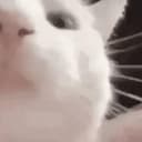 JAMCAT