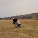 OSTRICH