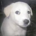 Bruno