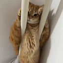 railingcat