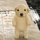 Wuf
