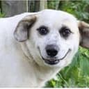DERPDOG