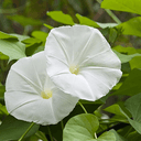 Moonflower
