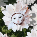 Petal