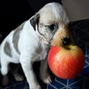 Apple Dog