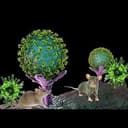 Hantavirus