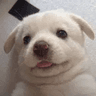강아지