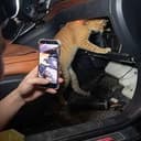 MeCatnic