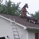 HOUSEHORSE