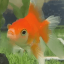 Swimbappé