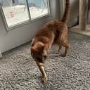 aliencat