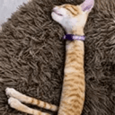 StickCat
