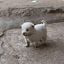 ˢᵐᵒˡ