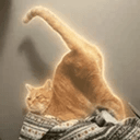 BUTTCAT