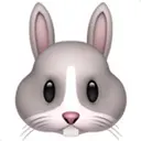 🐰