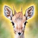 DIKDIK