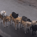 CatCartel