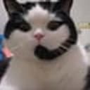 CALLCAT