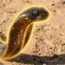 Cobra