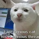 seriouscat