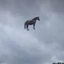 FLY