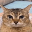 Jotchi