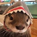 SharkOtter