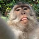 monkey