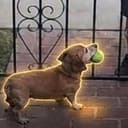 Pippin