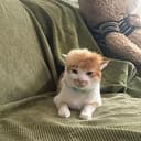TRUMPCATZ