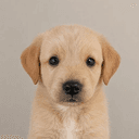 mdog