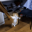 HODLCAT