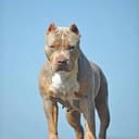 pit bulls