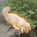 SUPERDOG