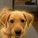 LOLDOG