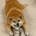 chonk
