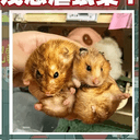 hamsters