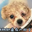 爆眼小狗