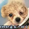 爆眼小狗