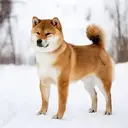 VECTOR