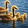 Ducks