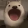popdog