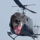 dogcopter