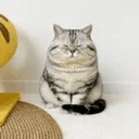 chudcat