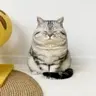 chudcat